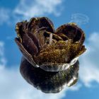 Свеча низкотемпературная в виде розы с глиттером GlowKink черная, L вид 23