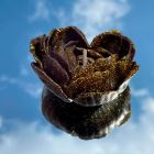 Свічка низькотемпературна у вигляді троянди з глітером GlowKink чорна, L вид 24