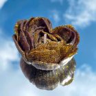 Свеча низкотемпературная в виде розы с глиттером GlowKink черная, L вид 25