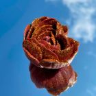 Свеча в виде розы с глитером GlowKink бордовая, L вид 32