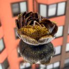 Свічка низькотемпературна у вигляді троянди з глітером GlowKink бордова, L вид 37