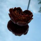 Свеча в виде розы с глитером GlowKink бордовая, L вид 39