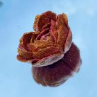 Свеча в виде розы с глитером GlowKink бордовая, L вид 43