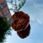 Свеча в виде розы с глитером GlowKink бордовая, L вид 46