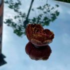 Свеча в виде розы с глитером GlowKink бордовая, L вид 49