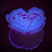 Свеча низкотемпературная люминесцентная GlowKink фиолетовая, L