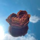 Свеча низкотемпературная в виде розы с глиттером GlowKink бордовая, М вид 30