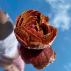 Свічка низькотемпературна у вигляді троянди з глітером GlowKink бордова, М вид 33