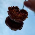 Свічка низькотемпературна у вигляді троянди з глітером GlowKink бордова, М вид 40