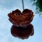 Свеча низкотемпературная в виде розы с глиттером GlowKink бордовая, М вид 44