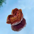 Свічка низькотемпературна у вигляді троянди з глітером GlowKink бордова, М вид 46