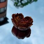 Свеча низкотемпературная в виде розы с глиттером GlowKink бордовая, М вид 54