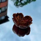 Свічка низькотемпературна у вигляді троянди з глітером GlowKink бордова, М вид 55