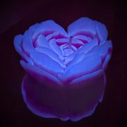 Свеча люминисцентная низкотемпературная GlowKink фиолетовая, М