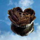 Свеча низкотемпературная в виде розы с глиттером GlowKink черная, М вид 24