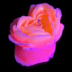 Cвiчка люмінісцентна низькотемпературна GlowKink персикова, М вид 4