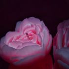 Свеча люминисцентная низкотемпературная GlowKink персиковая, М вид 4