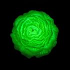 Свічка півонія люмінесцентна GlowKink низькотемпературна, салатова, L вид 4