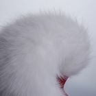 Анальная вибропробка с ротацией и пультом UPKO с белым натуральным лисьим хвостом, красная вид 9