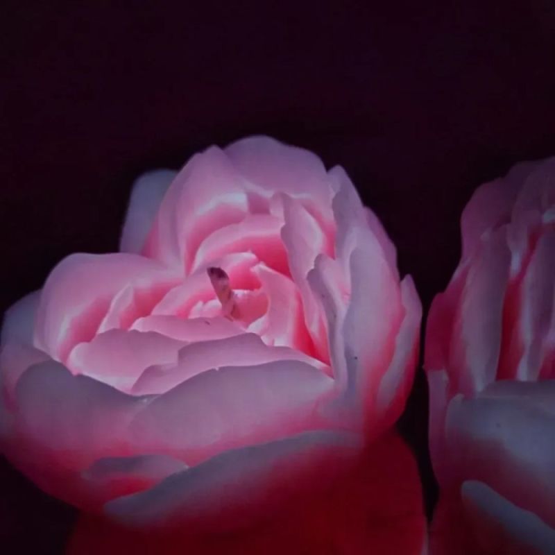 Свічка троянда люмінесцентна GlowKink 62 г, низькотемпературна, L, для БДСМ, персикова вид 4