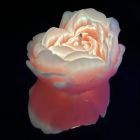 Свічка троянда люмінесцентна GlowKink 62 г, низькотемпературна, L, для БДСМ, помаранчева вид 2